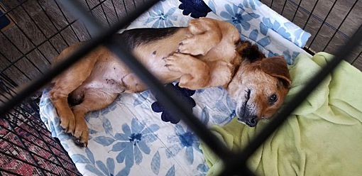 Freddie, an adoptable Beagle & Basset Hound Mix in Wilmington, NC_image-3