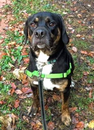 Joey, an adoptable Rottweiler in Annapolis, MD, 21403 | Photo Image 1