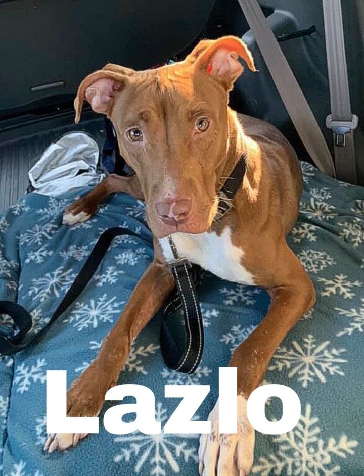 Lazlo (Paws in Prison Participant) 1