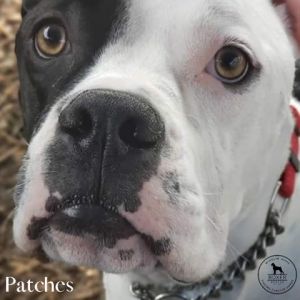 Available Dogs Wigglin Home Boxer Rescue