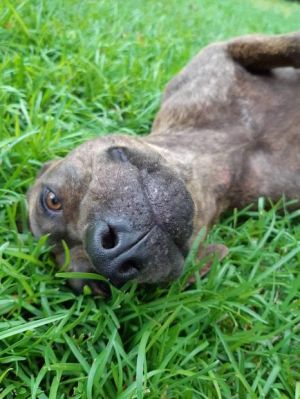 . Henna PR Choc Lab Dutch Shepx .