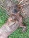 . Henna PR Choc Lab Dutch Shepx .