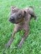 . Henna PR Choc Lab Dutch Shepx .