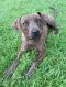 . Henna PR Choc Lab Dutch Shepx .