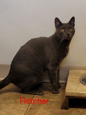 Fletcher, Adult Male unknown