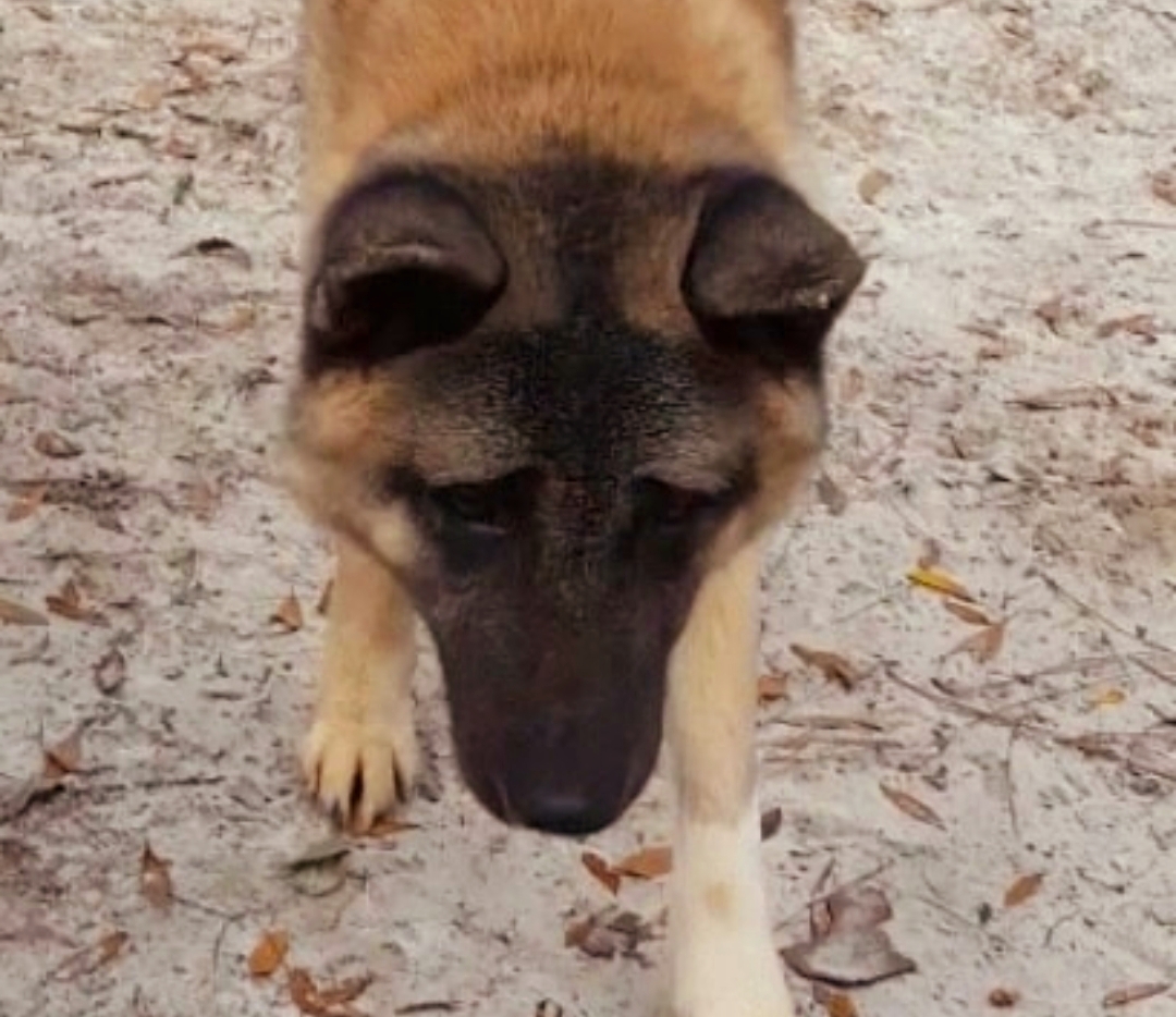 Ricky, an adoptable Akita in Jacksonville, FL, 32207 | Photo Image 1