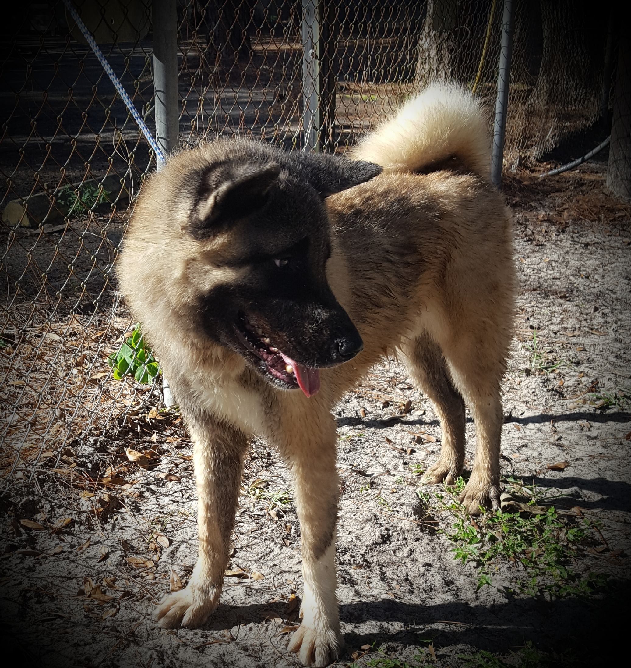Ricky, an adoptable Akita in Jacksonville, FL, 32207 | Photo Image 3