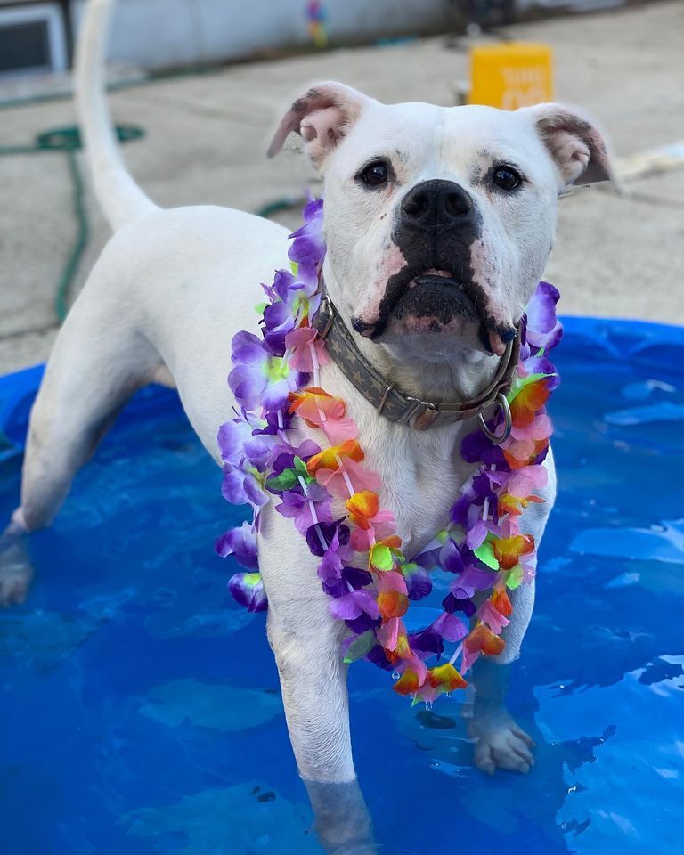 Rocky, an adoptable American Bulldog in Levittown, NY, 11756 | Photo Image 4