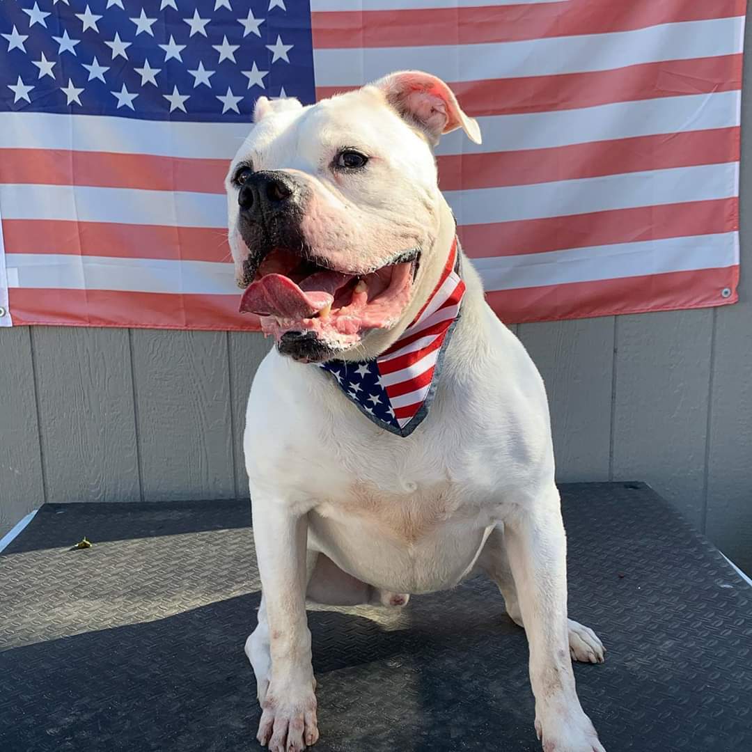 Rocky, an adoptable American Bulldog in Levittown, NY, 11756 | Photo Image 5