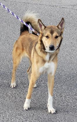 Dog For Adoption Kenzy A German Shepherd Dog Shiba Inu