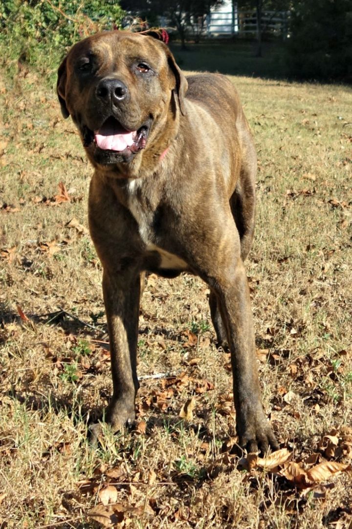 Dog For Adoption Navi A Cane Corso Great Dane Mix In