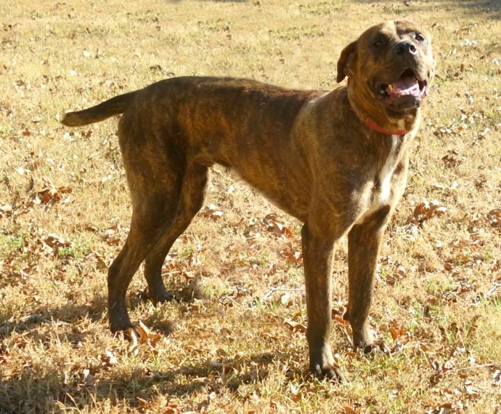 Dog For Adoption Navi A Cane Corso Great Dane Mix In