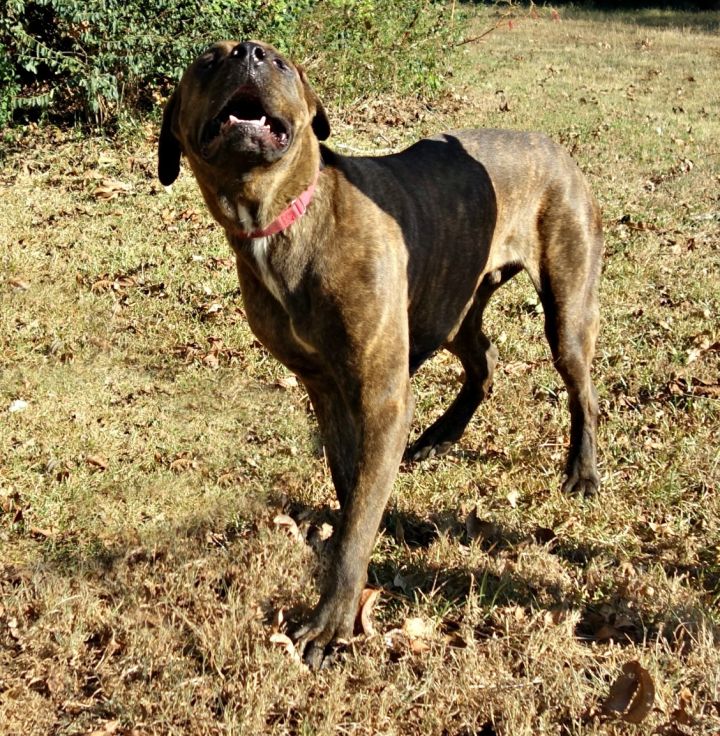 Dog For Adoption Navi A Cane Corso Great Dane Mix In