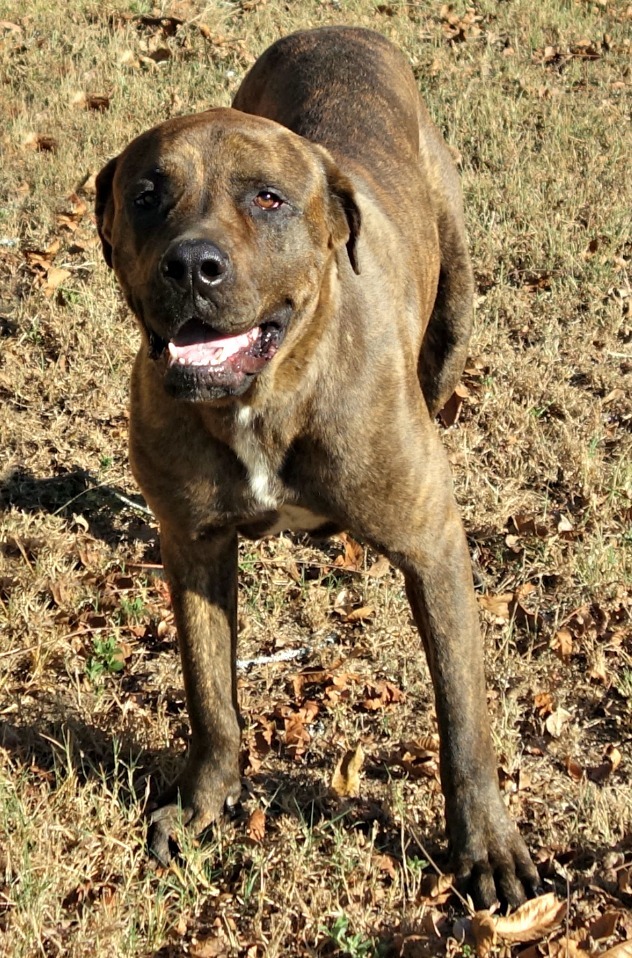 Dog For Adoption Navi A Cane Corso Great Dane Mix In