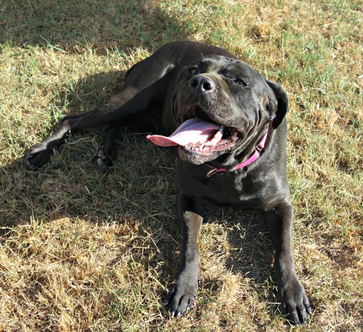 Dog For Adoption Peaches A Cane Corso In Norwood Ga