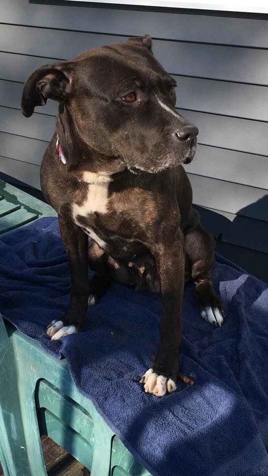 Dog For Adoption Amara A Cane Corso Mix In West Seneca