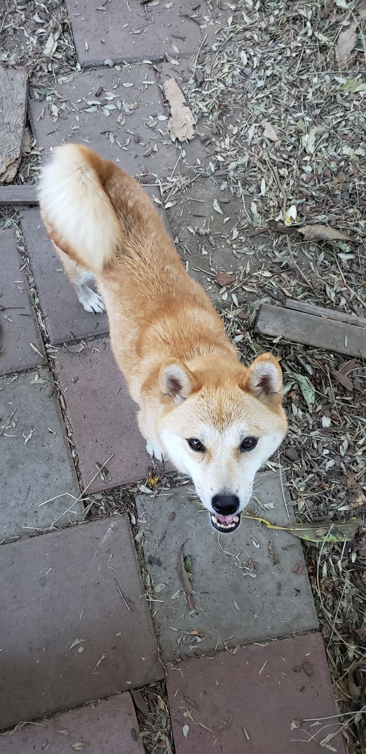 Dog For Adoption Sanae Formerly Aki A Shiba Inu In Los