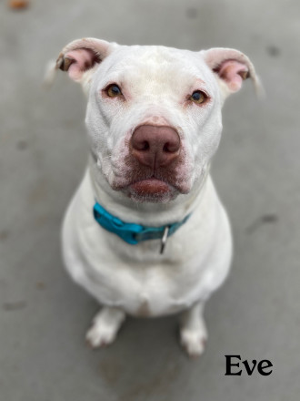 Eve, an adoptable Pit Bull Terrier in Valparaiso, IN, 46385 | Photo Image 2