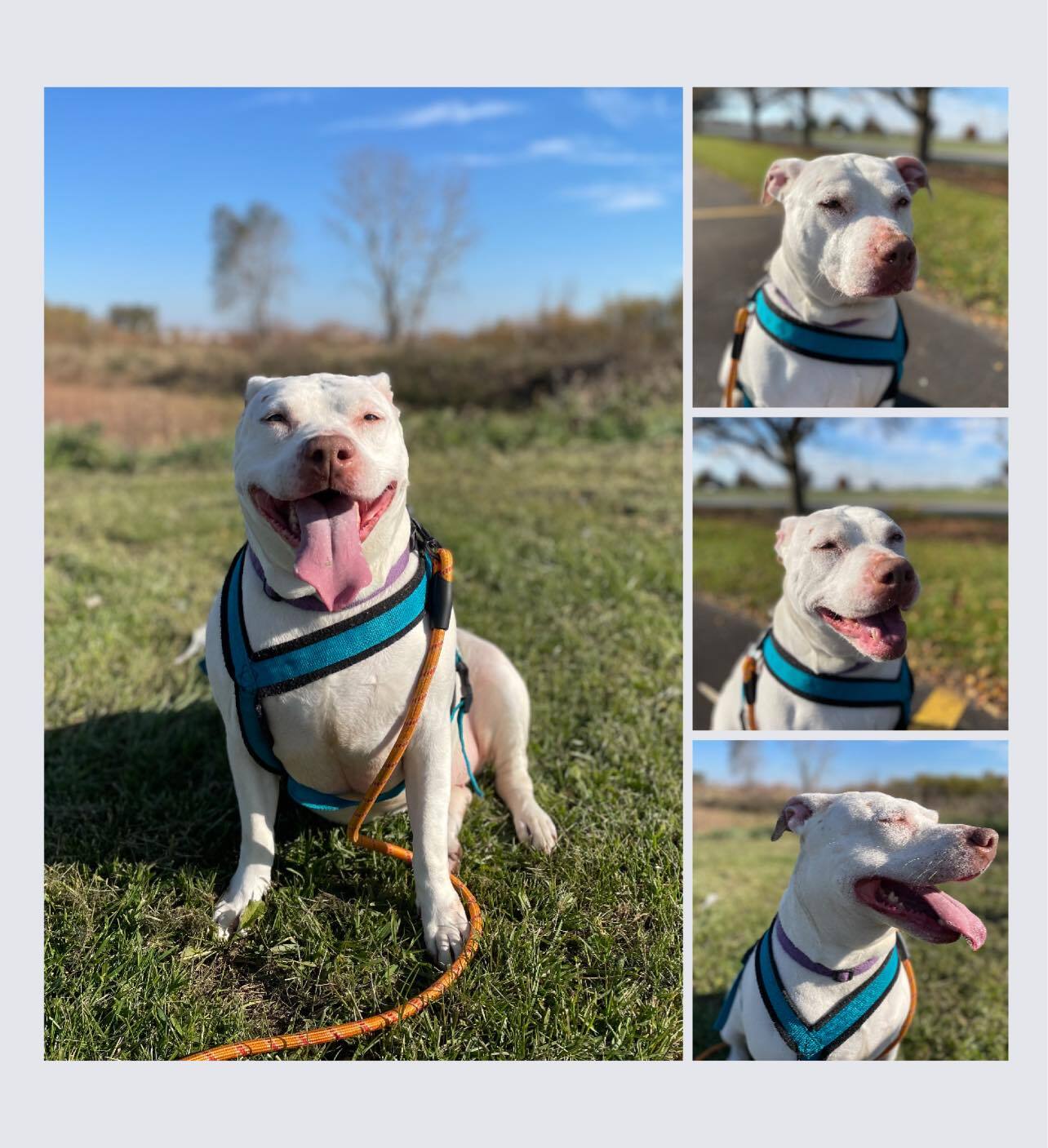 Eve, an adoptable Pit Bull Terrier in Valparaiso, IN, 46385 | Photo Image 1