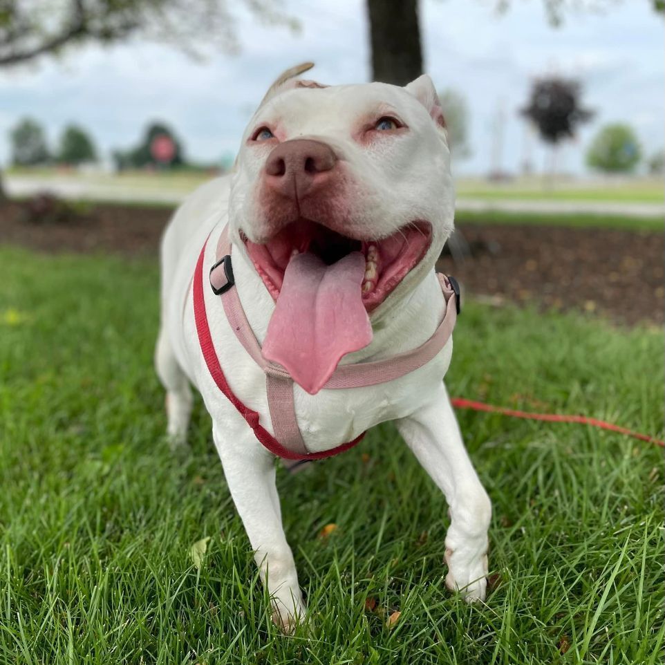 Eve, an adoptable Pit Bull Terrier in Valparaiso, IN, 46385 | Photo Image 3