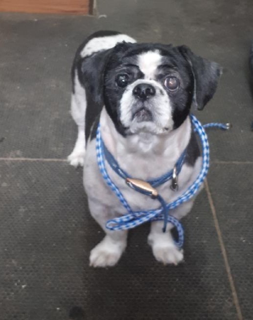 Dog For Adoption Youpi A Shih Tzu In Toronto On Petfinder