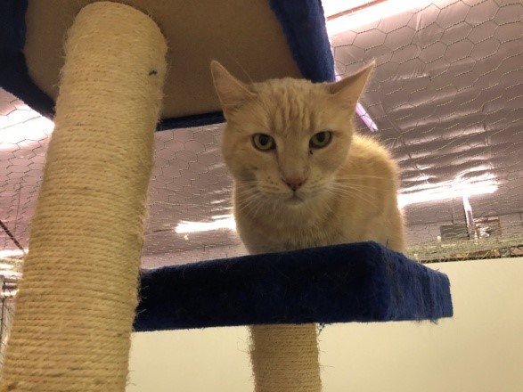 Cat For Adoption Curly A Domestic Short Hair In Missoula Mt