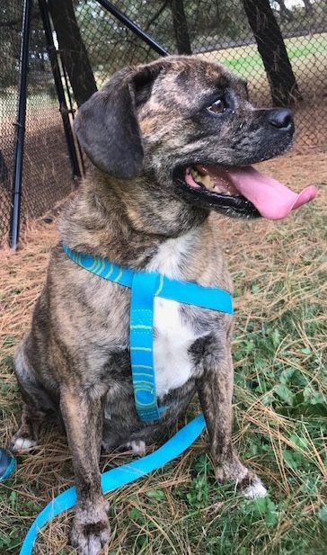 Dog For Adoption Echo A Pug Beagle Mix In Pomona Ny Petfinder