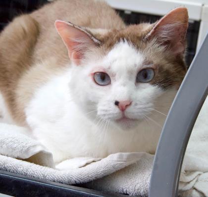 Cat For Adoption Spring A Domestic Short Hair Ragdoll Mix In