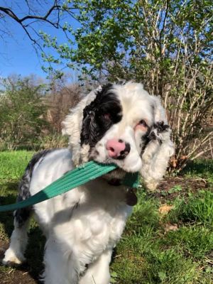 Adopt Muffin a Cocker Spaniel | Female Cocker Spaniel ...