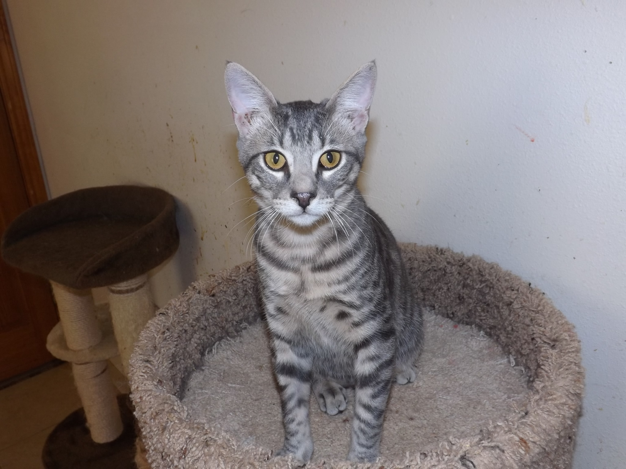 Larry, an adoptable Tiger, Domestic Short Hair in Simms, TX, 75574 | Photo Image 2
