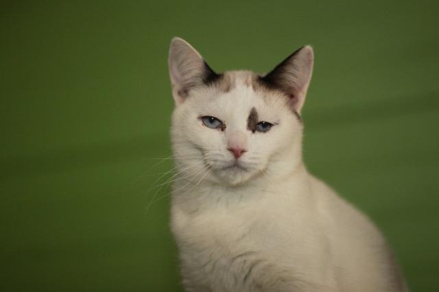 Donnie (Sponsored), an adoptable Domestic Short Hair in Pittsboro, NC, 27312 | Photo Image 3