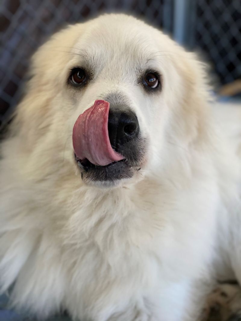 Ruger, an adoptable Great Pyrenees in Pacific, MO, 63069 | Photo Image 3