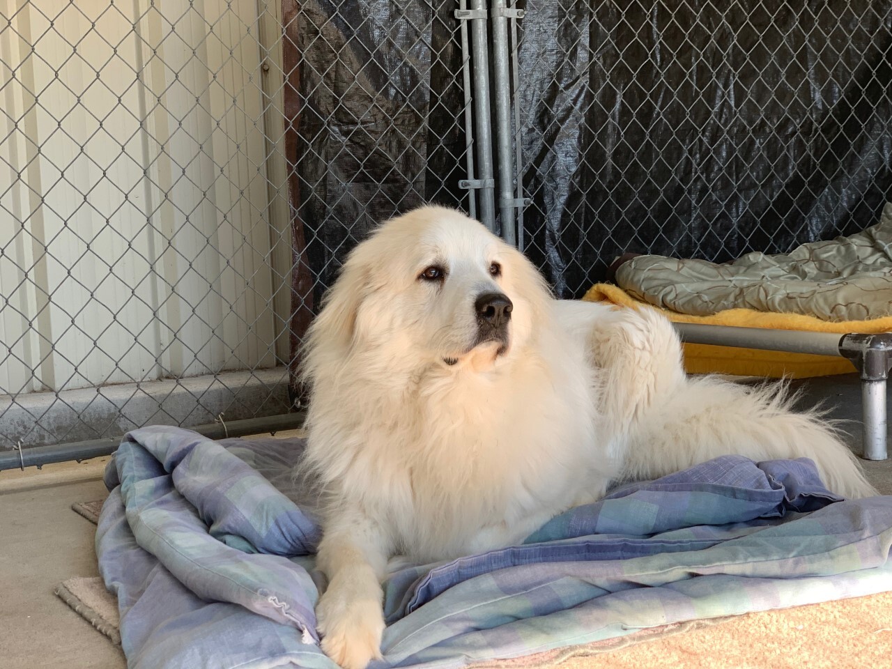 Ruger, an adoptable Great Pyrenees in Pacific, MO, 63069 | Photo Image 4