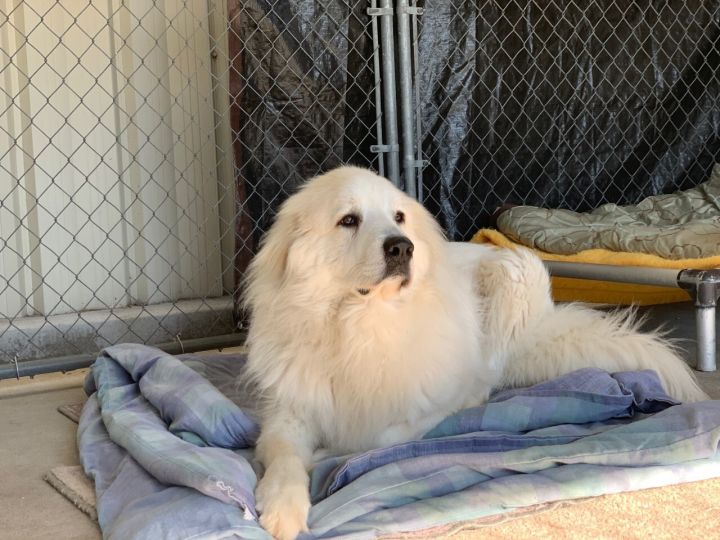 Ruger, an adoptable Great Pyrenees in Pacific, MO_image-3