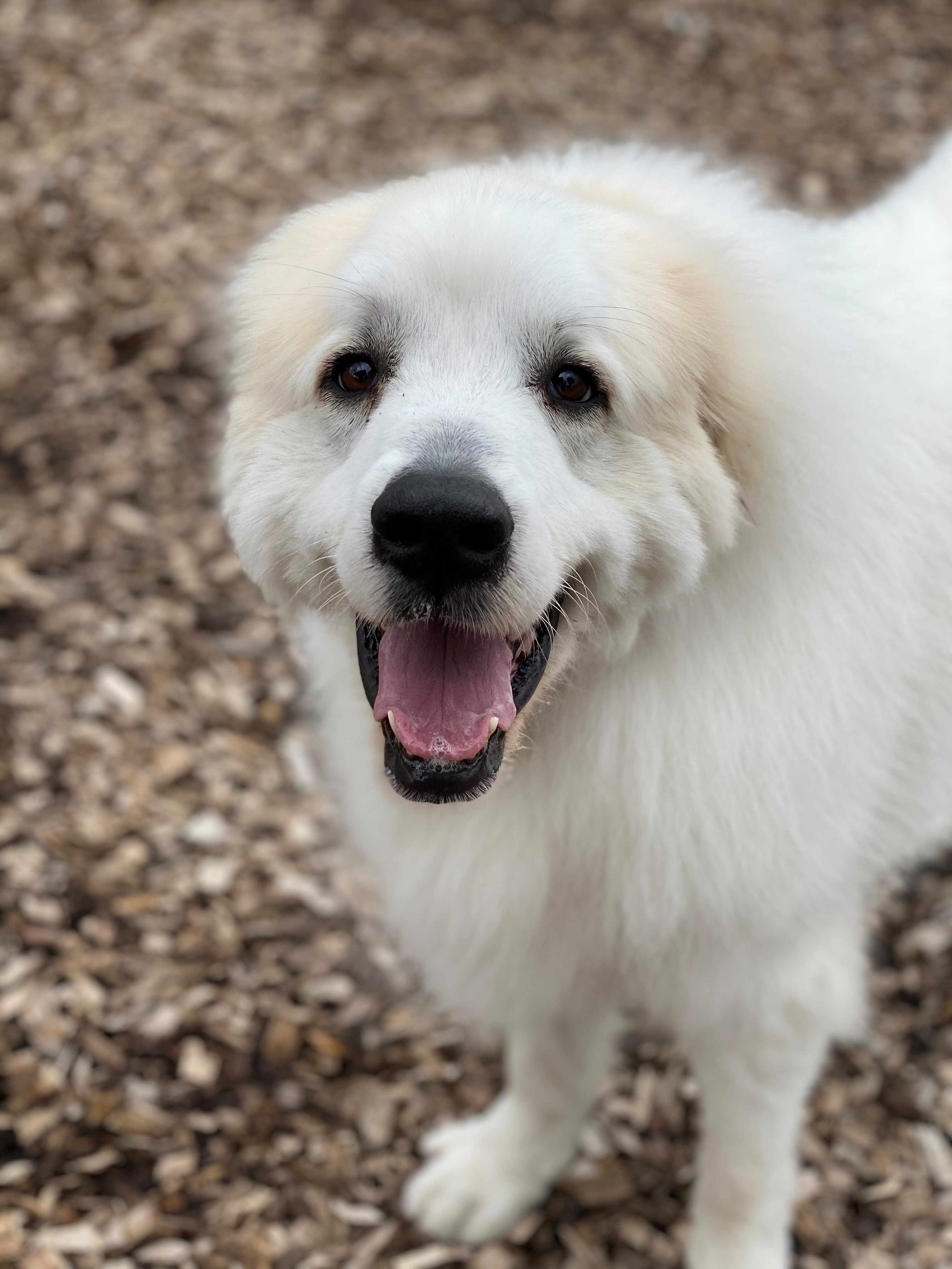 Ruger, an adoptable Great Pyrenees in Pacific, MO, 63069 | Photo Image 5