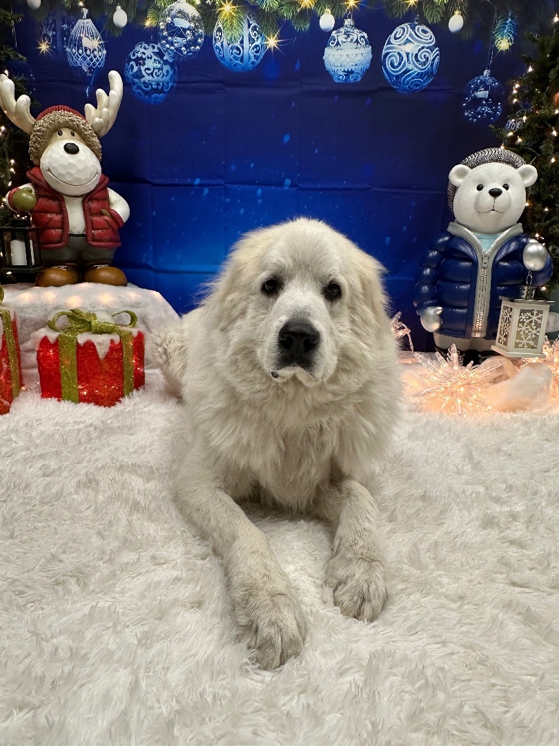 Ruger, an adoptable Great Pyrenees in Pacific, MO, 63069 | Photo Image 1