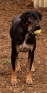 AK, an adoptable Doberman Pinscher, Labrador Retriever in Hemphill, TX, 75948 | Photo Image 1