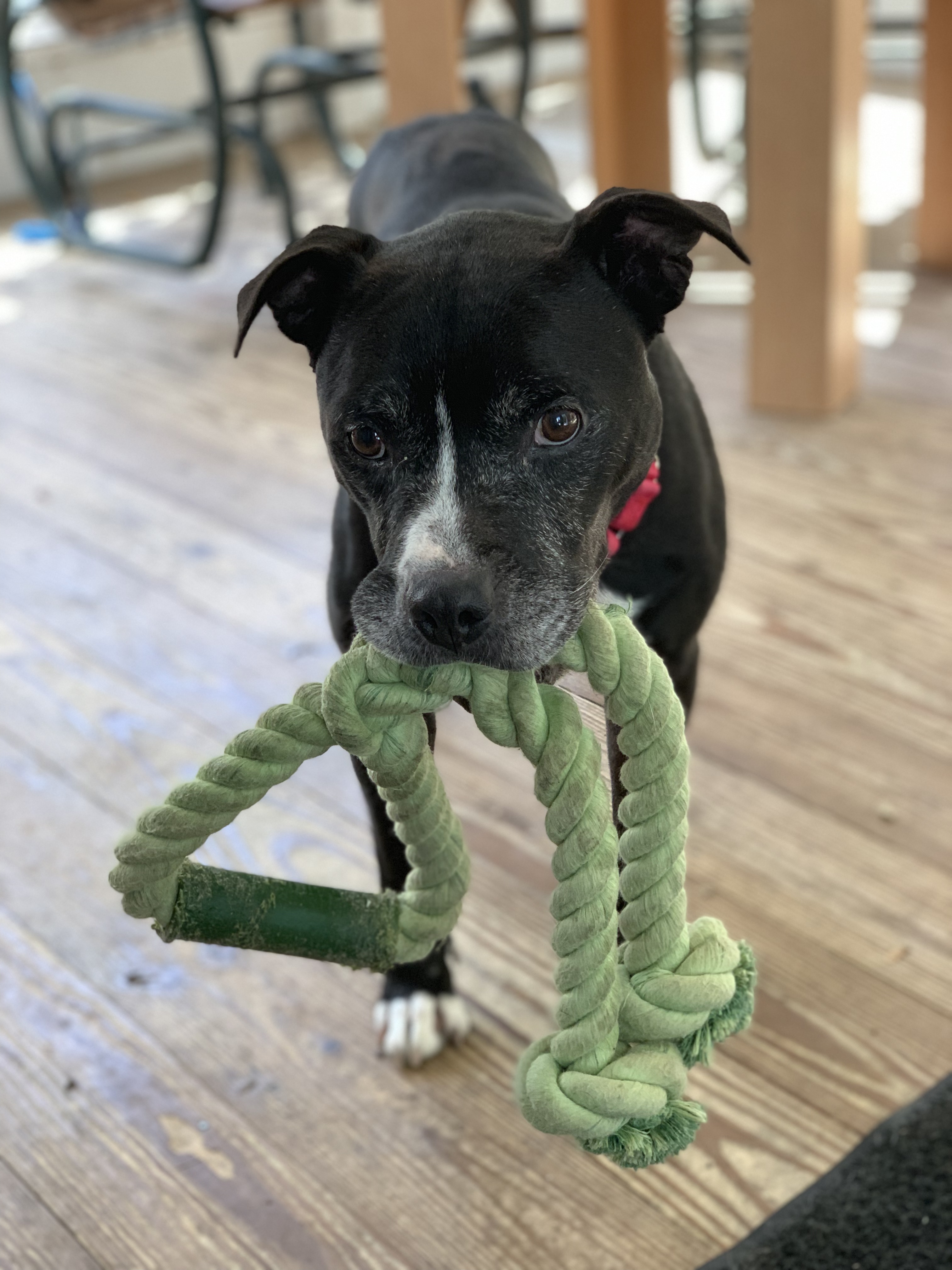 COBY, an adoptable American Staffordshire Terrier, Mixed Breed in Morris, NY, 13808 | Photo Image 2