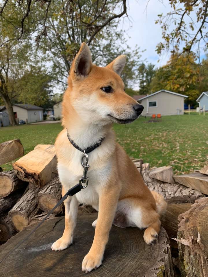 Dog For Adoption Markie Bark A Shiba Inu In Racine Wi