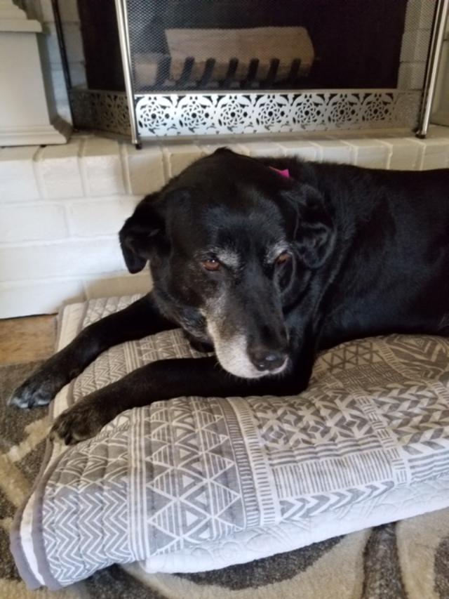 Dog For Adoption Laurel A Labrador Retriever In Brattleboro Vt