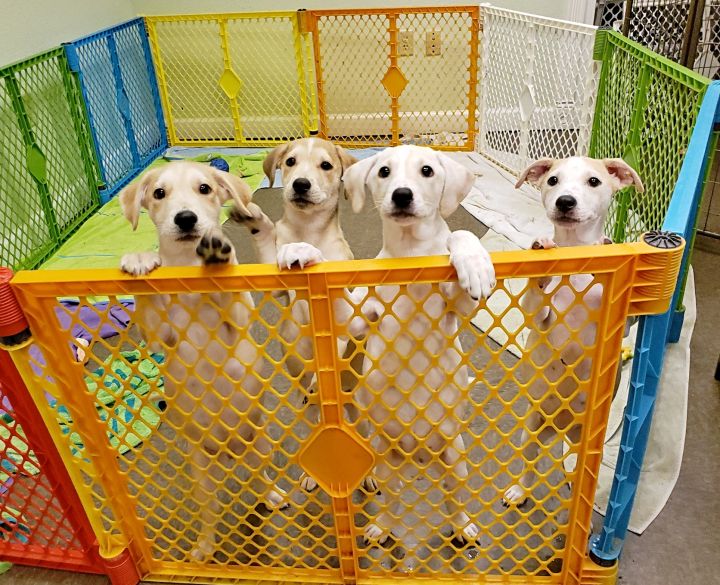 Virginia Beach Animal Shelter - petfinder