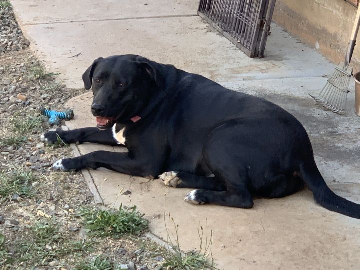 Dog For Adoption Haylee A Labrador Retriever Mix In Redding Ca Petfinder