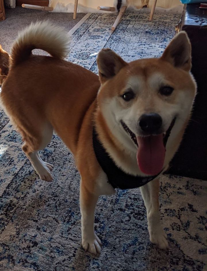 Dog For Adoption Ryan Fleacrest A Shiba Inu In Racine Wi