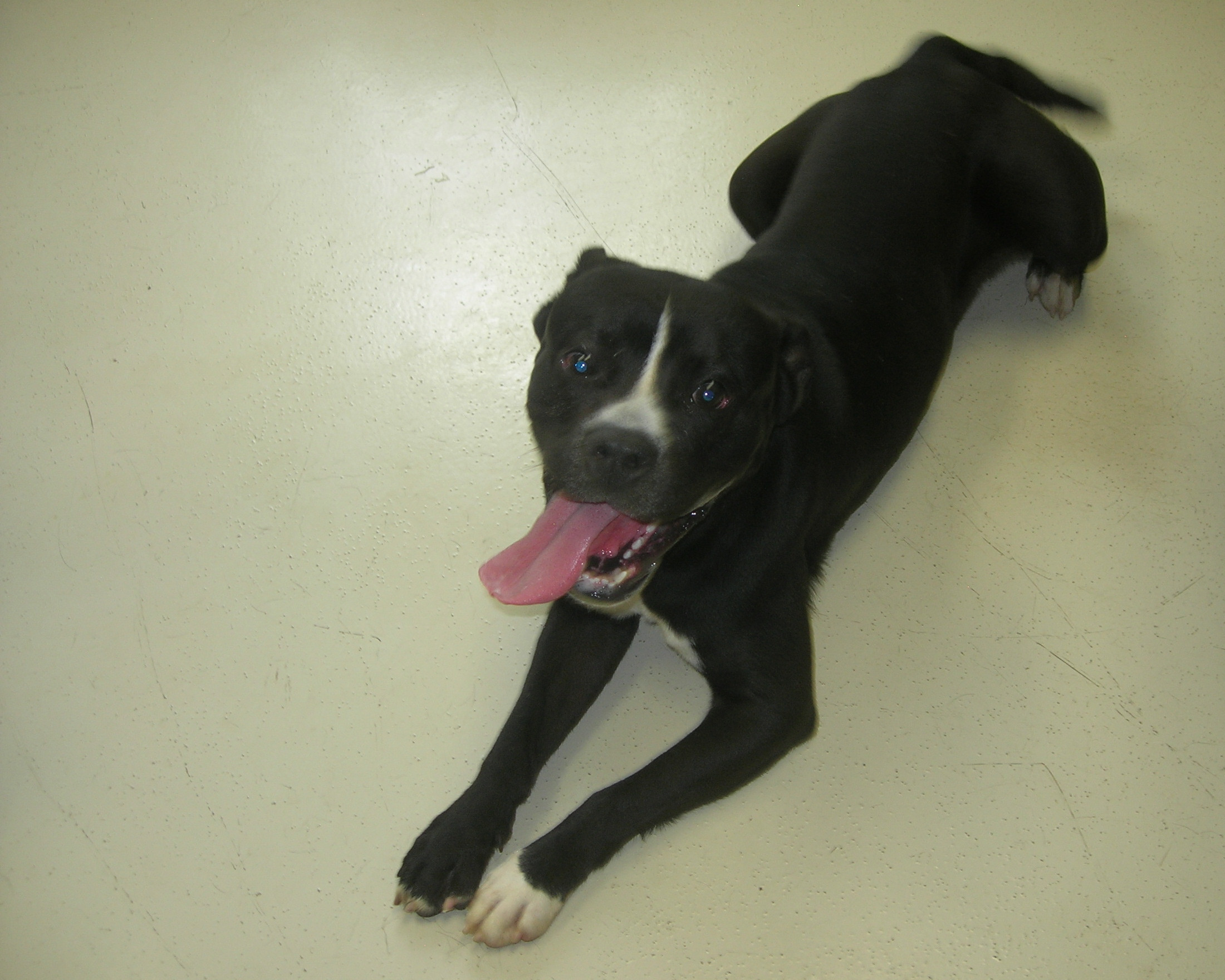 Clark, an adoptable Mixed Breed in Springfield, OH, 45502 | Photo Image 1