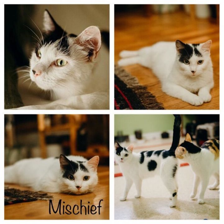 Mischief 1