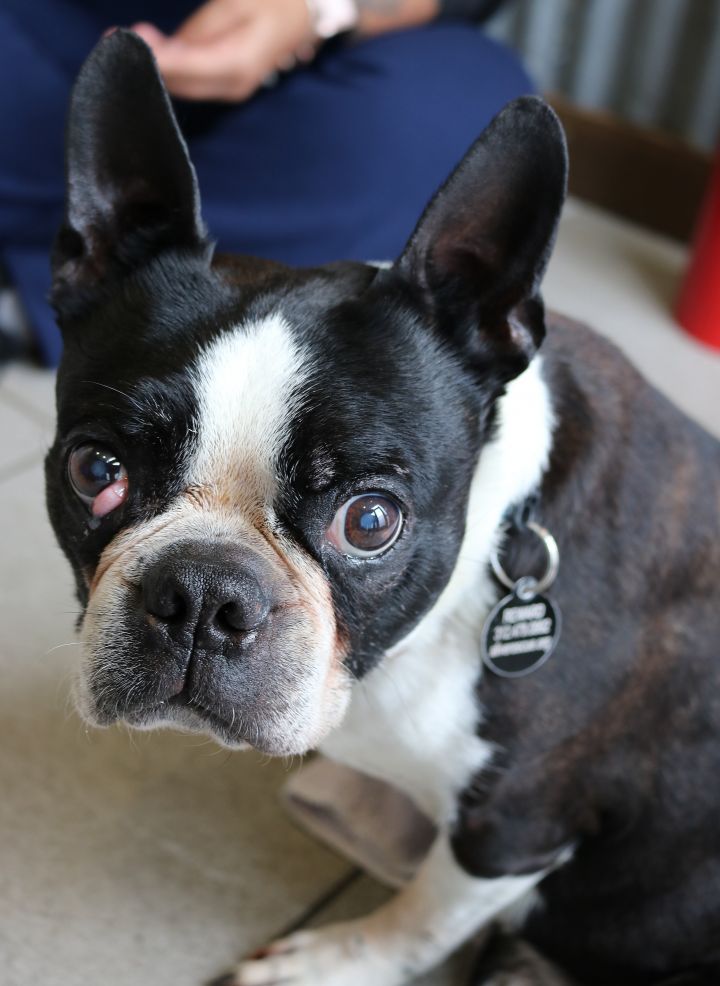 88+ Boston Terrier Mix French Bulldog l2sanpiero
