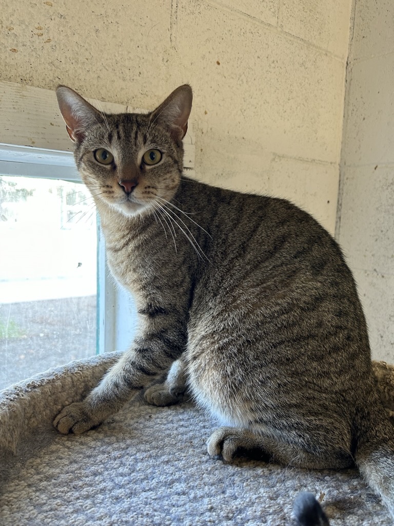 Penelope, an adoptable Tabby in Ontario, CA, 91761 | Photo Image 1