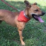 Angelina, an adoptable Boxer, German Shepherd Dog in Sequatchie, TN, 37374 | Photo Image 2