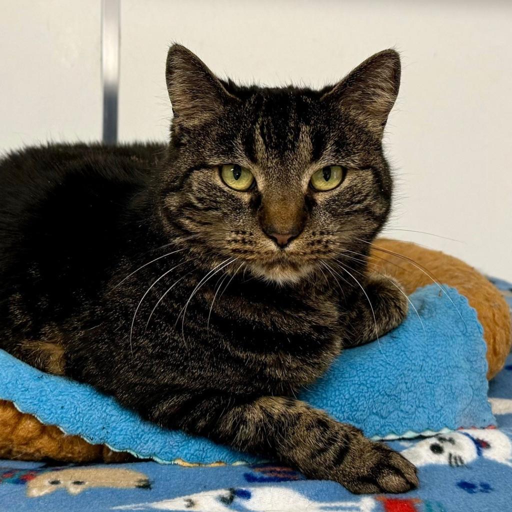 Teeny Weeny, an adoptable Domestic Short Hair in Kanab, UT, 84741 | Photo Image 1