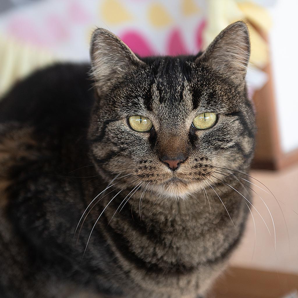 Teeny Weeny, an adoptable Domestic Short Hair in Kanab, UT, 84741 | Photo Image 3